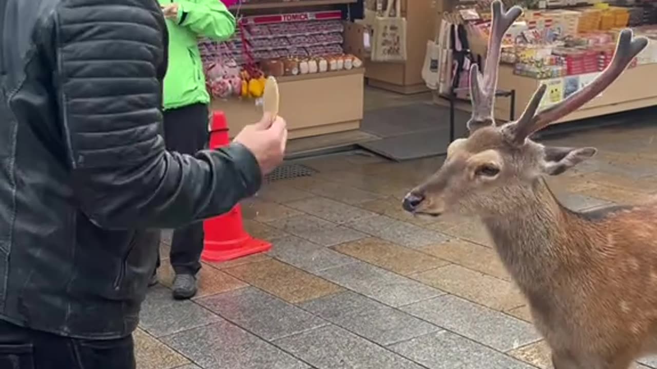 We were in Japan when a deer bowed to my friend before taking a cake...
