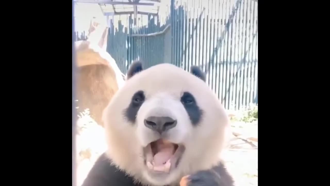Funny and Cute Pand Compilation🐼🐼🐼