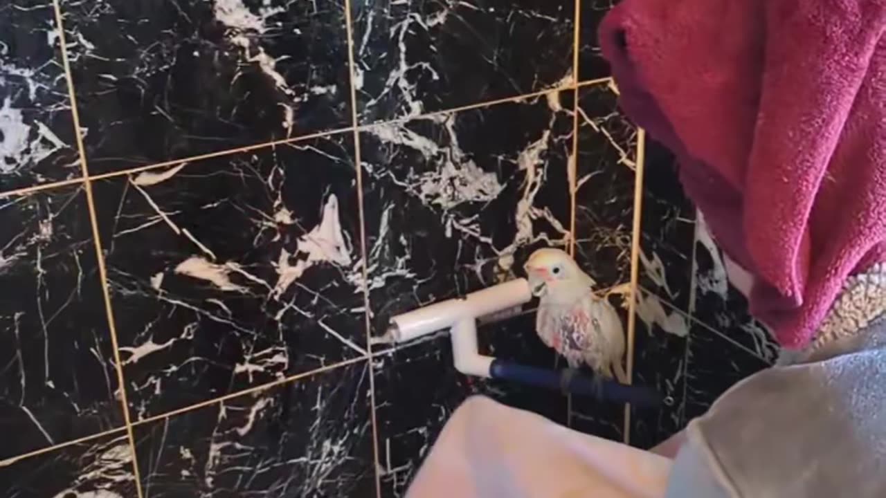 Another Slow Motion Toweling'/Restraining Video For Your Parrot/Bird