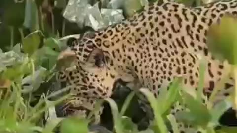 Top 5 astonishing moments that humans didn't knew