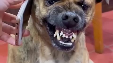 How to Make the Dog Mad! 😂🐶 | Hilarious Dog Memes Compilation