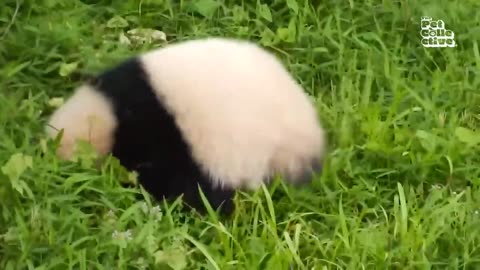 Cats dogs puppies kittens bloopers doing funny cute adorable things