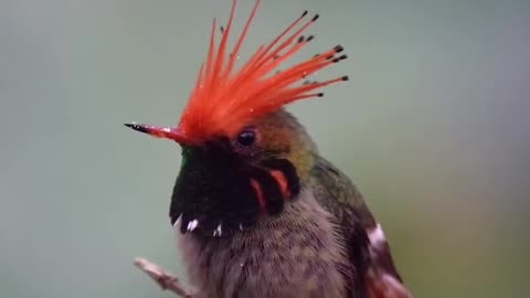 red-winged coquette