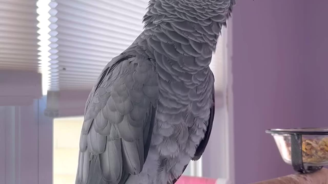 this parrot will make you cry laughing 😂 funniest bird ever!