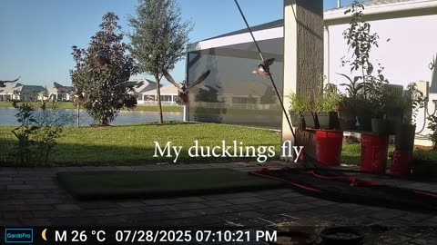 My eight former ducklings fly