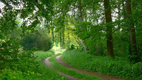 Relaxing Morning on an Old Forest Road | Nature Sounds & Bird Songs