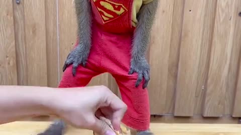 Funny Monkey