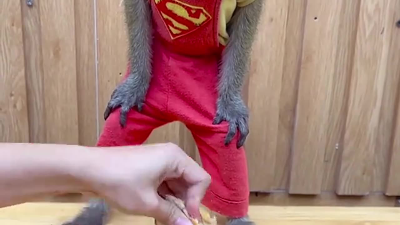 Funny Monkey