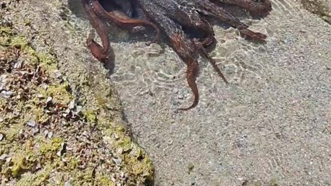 A Curious Octopus