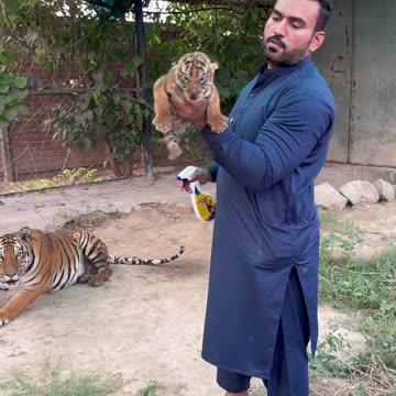 Baby tiger 🐅 😁