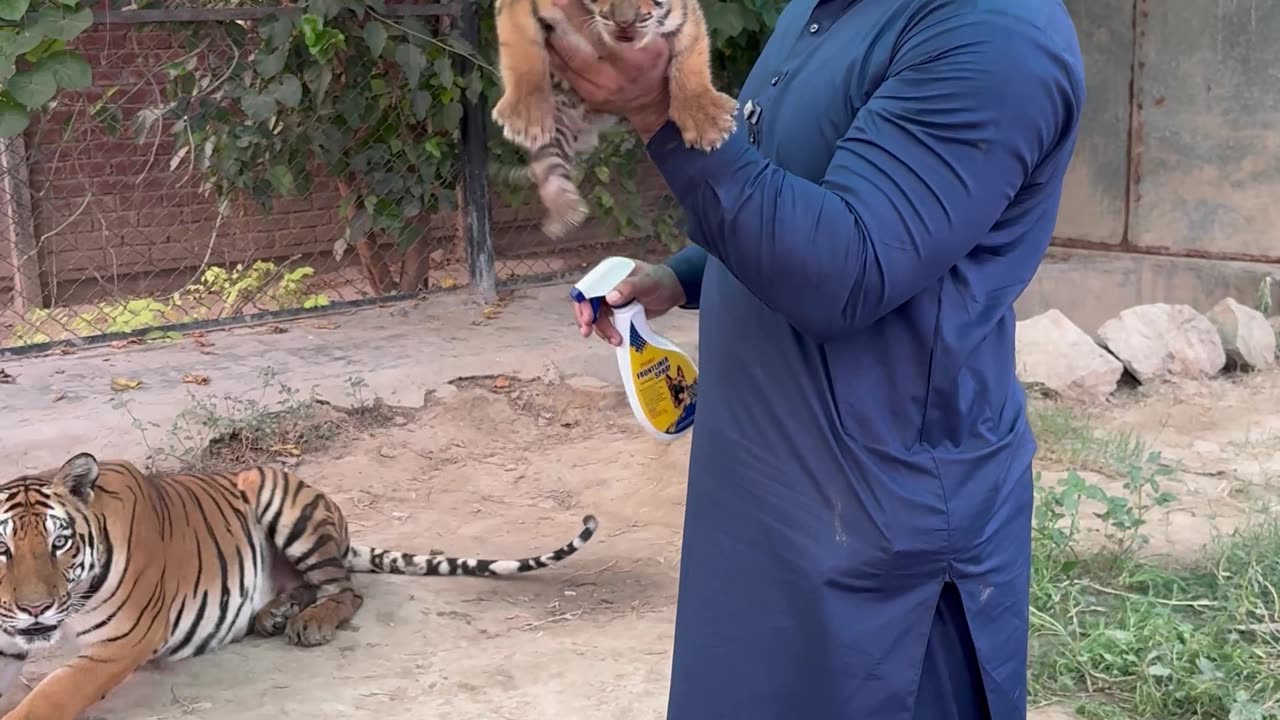 Baby tiger 🐅 😁