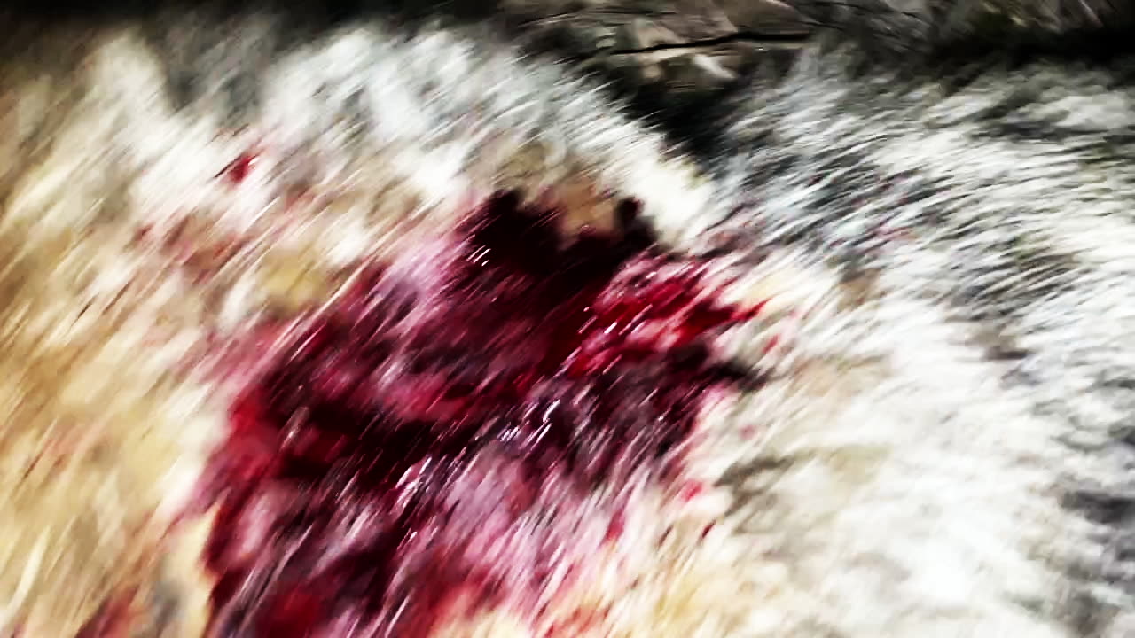 300 HAMR Coyote Hunt