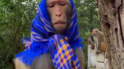 Funny monkey