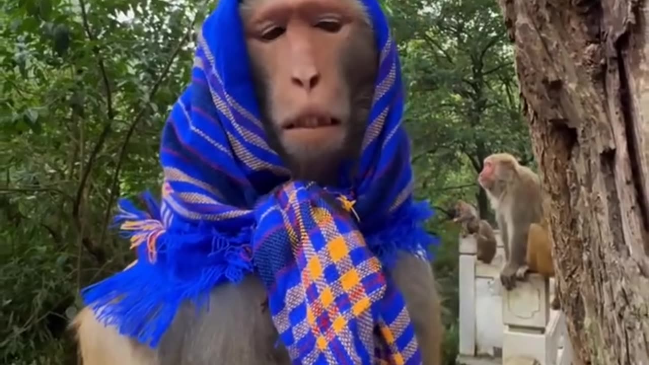 Funny monkey