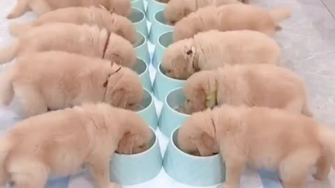 Time To Feed The Puppies