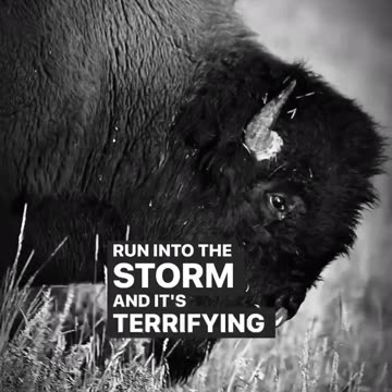 Buffolo vs Cows in a storm