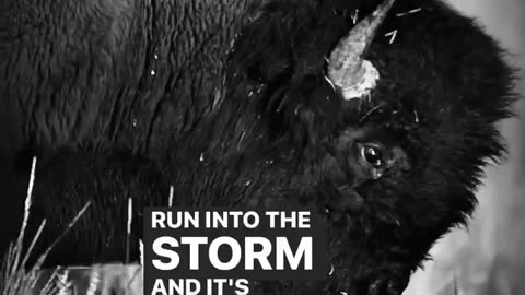 Buffolo vs Cows in a storm