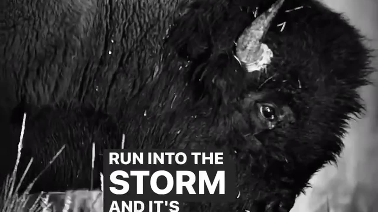 Buffolo vs Cows in a storm