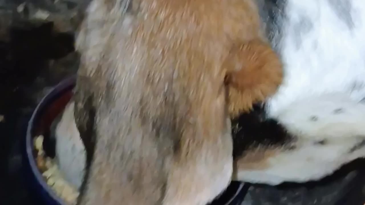 Bandit
