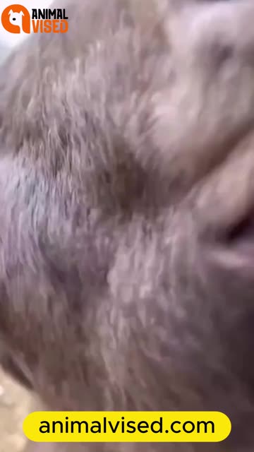 Funny Animal Video 😂🐾 | Hilarious Pets & Wild Animal Moments