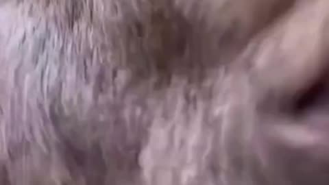 Funny Animal Video 😂🐾 | Hilarious Pets & Wild Animal Moments