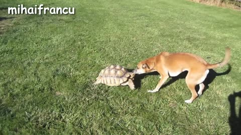 A Funny Turtle And Cute Turtle Videos Compilation