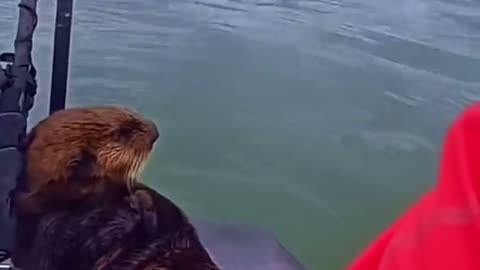 😂🦦 Friendly Otter's Sociability is Adorable! | FunFM