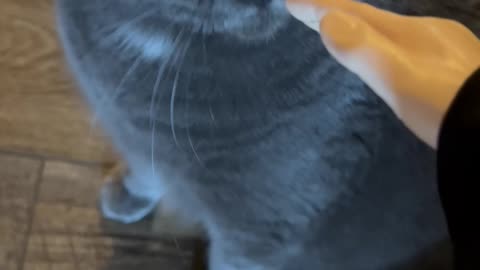 Wednesday Whiskers with SPH featuring Kevin Totes-a-cake. #funny