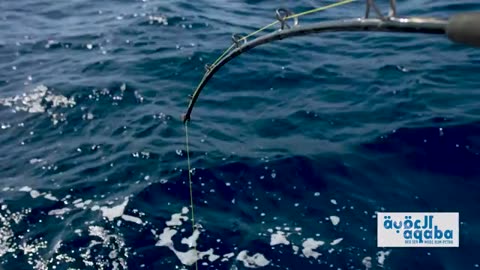 Fishing with Huge Squid as Bait to Catch Something Bigger_part2