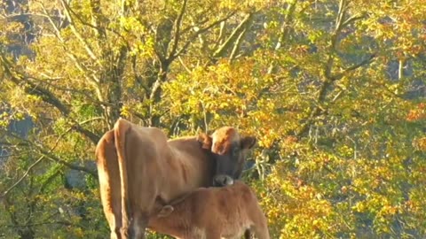Brown wild cows on the top of Mount Adarra in Urnieta, near San Sebastian. Gipuzkoa, Basque Country