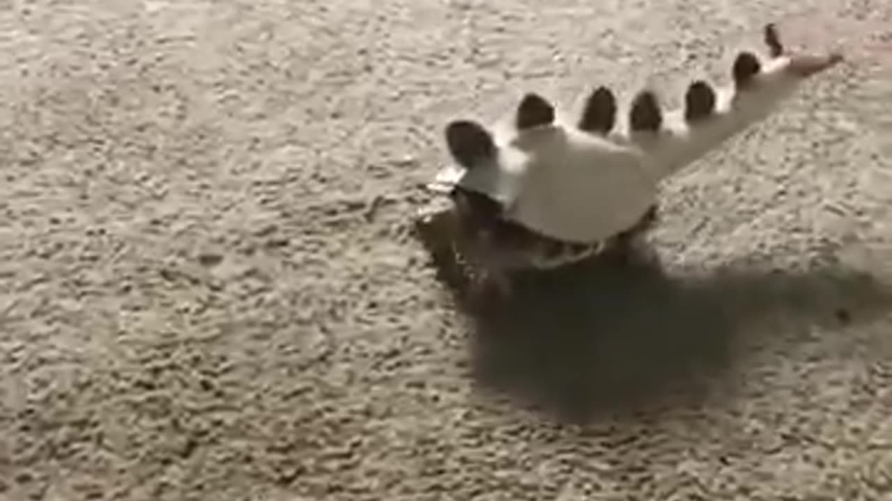 Please be on the lookout for the security Stegotortoise...