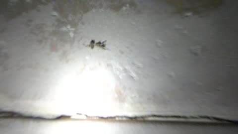 Cricket eats deceased bee