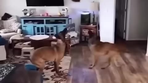 Funny moments of cats and dogs