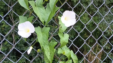 Morning Glories