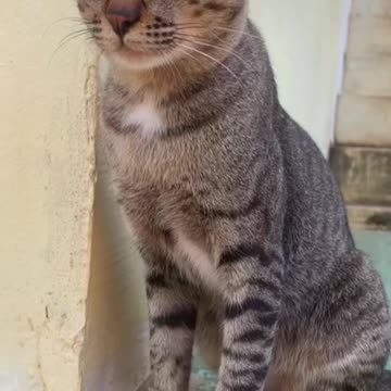Beautiful Village Cat Being Playful & Calm ❤️🐈