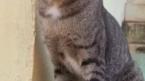 Beautiful Village Cat Being Playful & Calm ❤️🐈