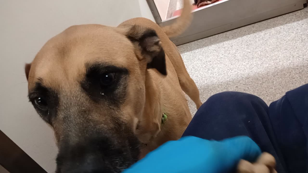 Rudy 4y A755965 kennel 130 PACC shelter tough time with little doggies & kids Lovely 2 me20251130806