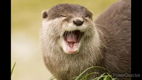 Otter slideshow