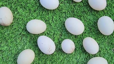 Goods scored from the local creamery