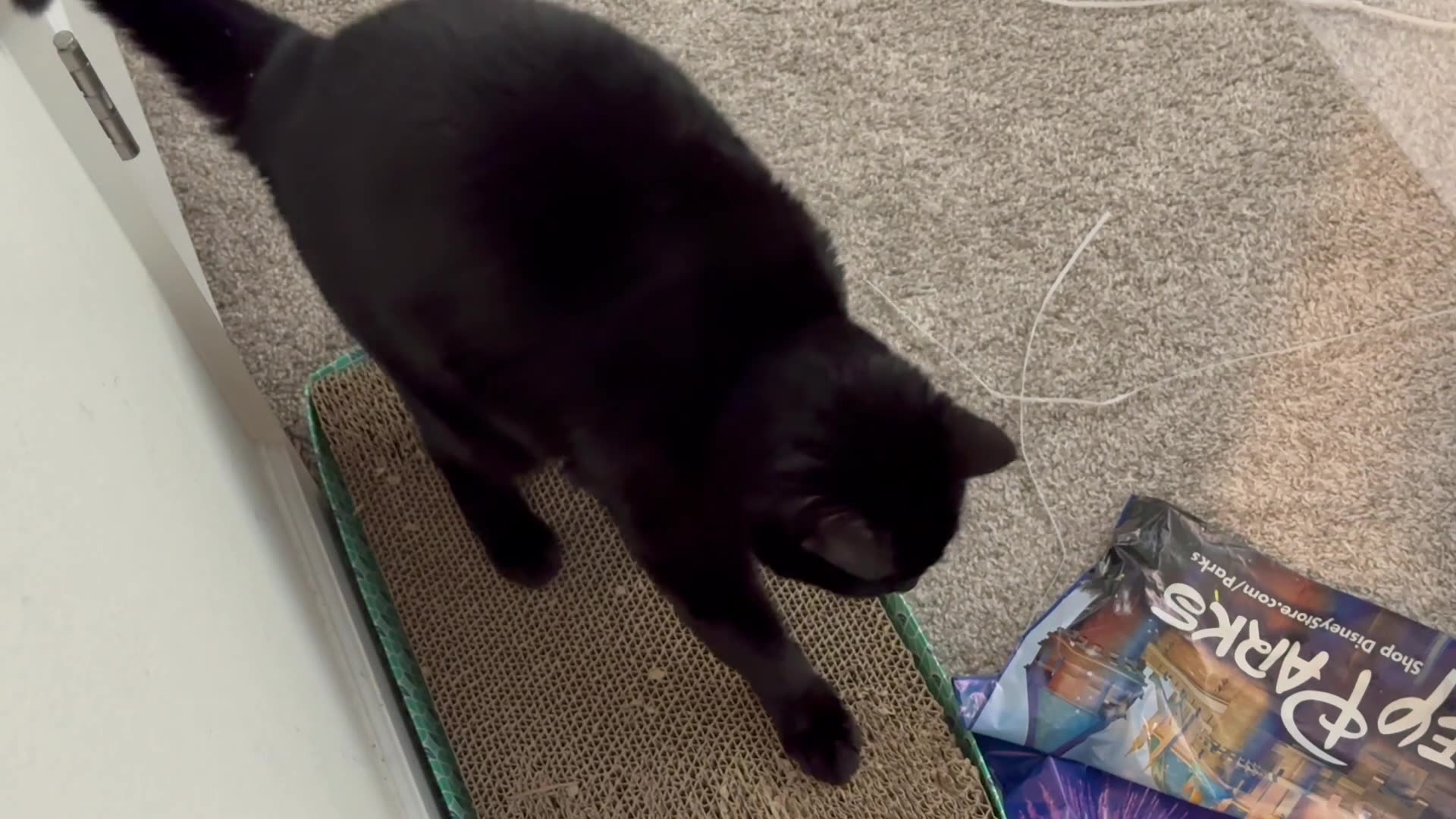 Cute Precious Piper Gets Started in the Office - My Adopted Shelter Cat Vlog