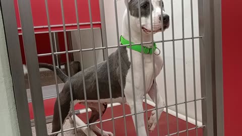 Kyra 3y A866021 kennel 115 PACC shelter_20250525_162252244