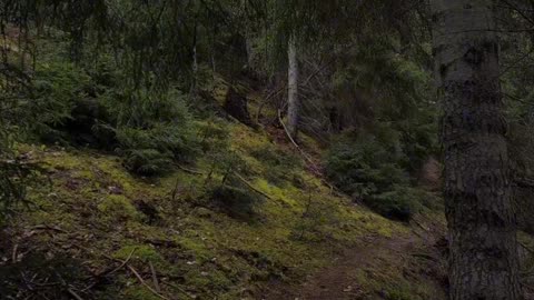 Solo Survival: Man Builds Treehouse Shelter Deep in the Wild