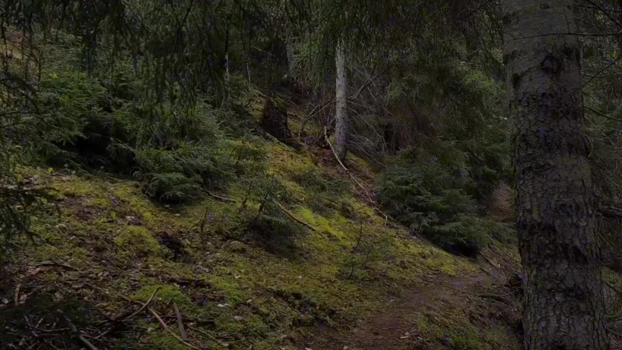 Solo Survival: Man Builds Treehouse Shelter Deep in the Wild