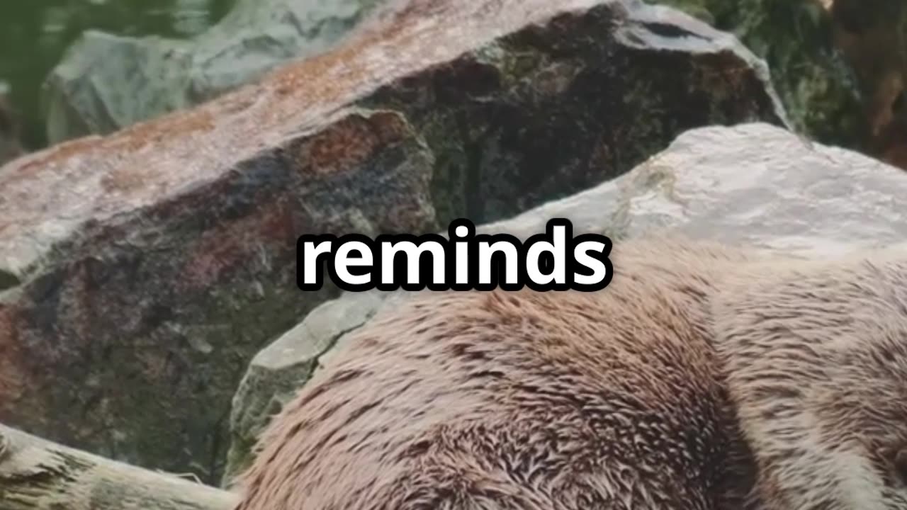 🦦 Otters The Hand Holding Sleepers of the Water 🦦