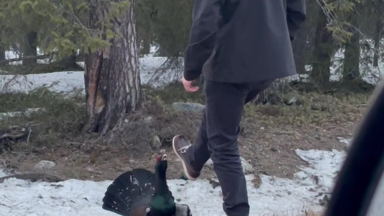 Angry Bird Squares Up To Finnish Man
