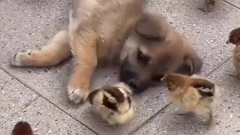 Lovely puppy