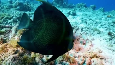 Breathtaking Underwater Wonders: The World’s Most Beautiful Fish Species