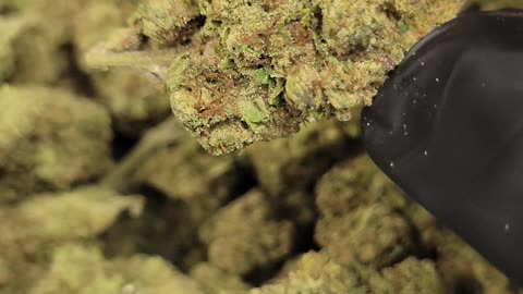 White Runtz -Dank THCA Flower