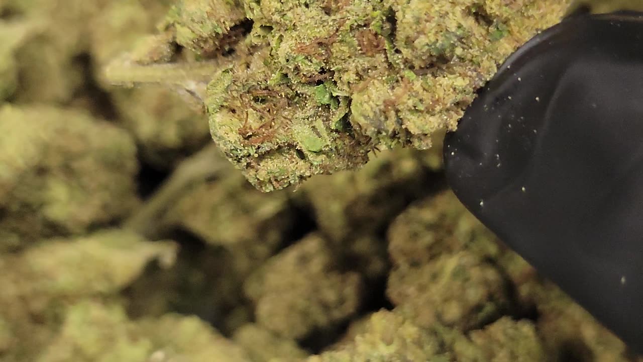 White Runtz -Dank THCA Flower