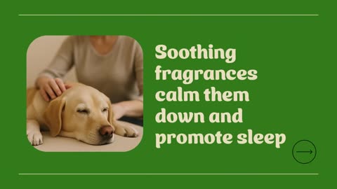 How to Use Pet-Friendly Essential Oils | IncenseSticks